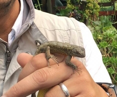 Sceloporus grammicus
