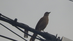 Turdus leucomelas