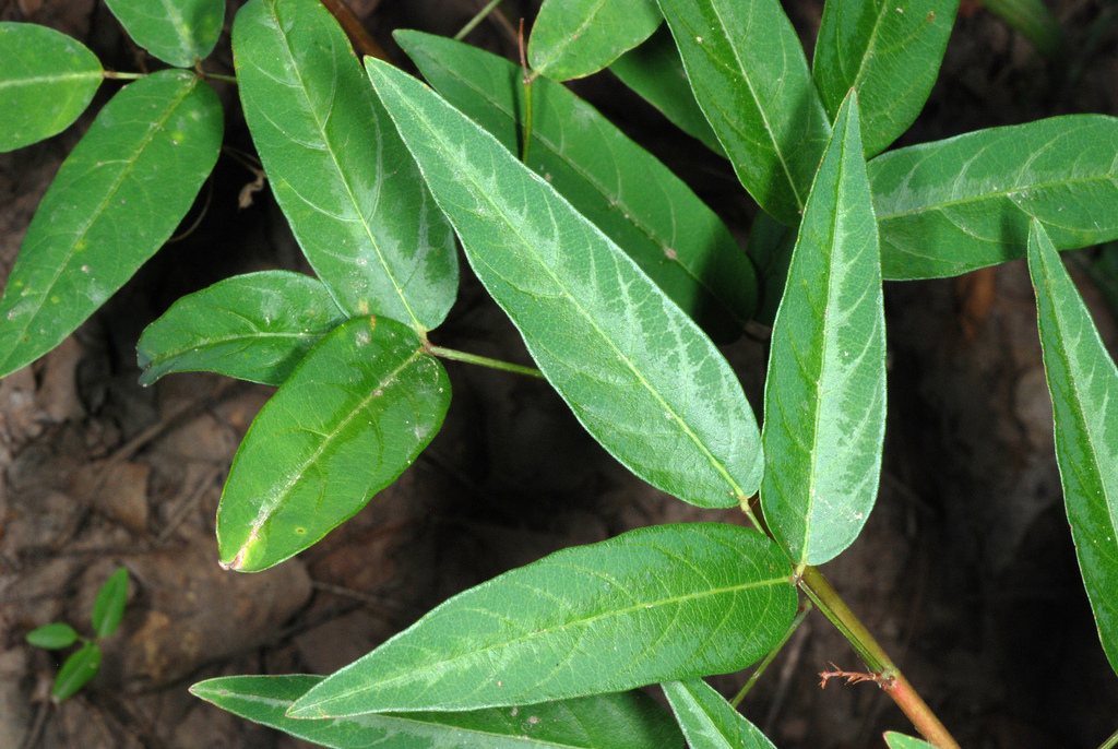 Desmodium paniculatum — a medium houseplant, prefers full sun light