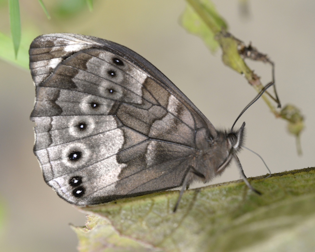 Pronophila epidipnis