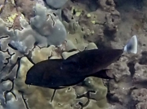 Naso brevirostris