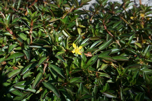 Ludwigia repens iNat (2)