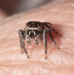 Euryattus