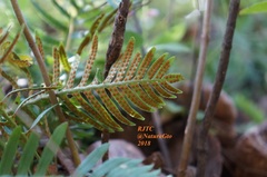 Pleopeltis polypodioides