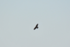 Buteo buteo