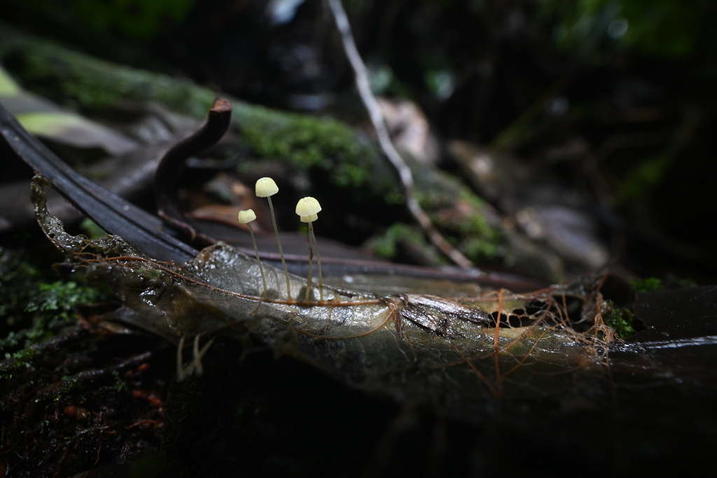 Mycena citricolor