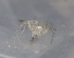 Oxyopes punctatus