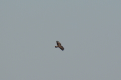 Buteo buteo
