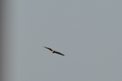 Buteo buteo