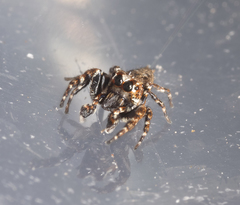 Paraphilaeus daemeli