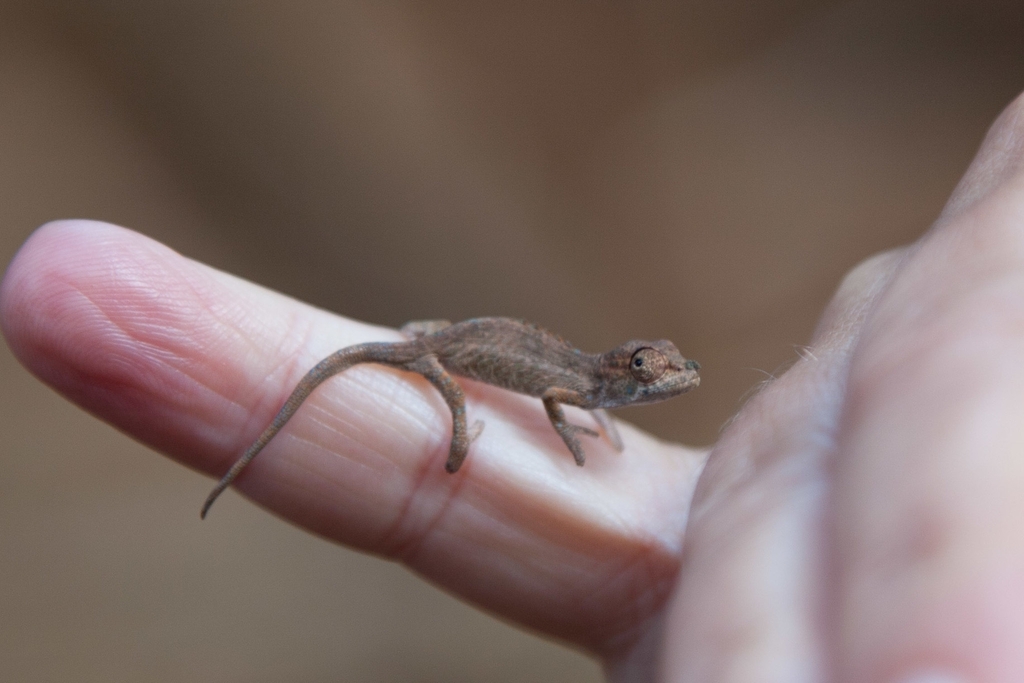 Ambatond'Radama Nosed Chameleon