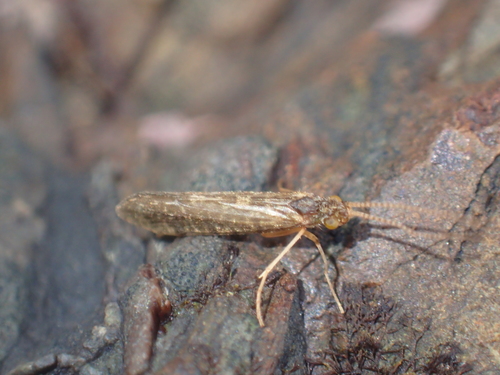 Chathamiidae