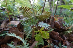 Pleopeltis polypodioides