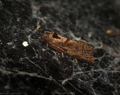 Glyphidoptera insignana