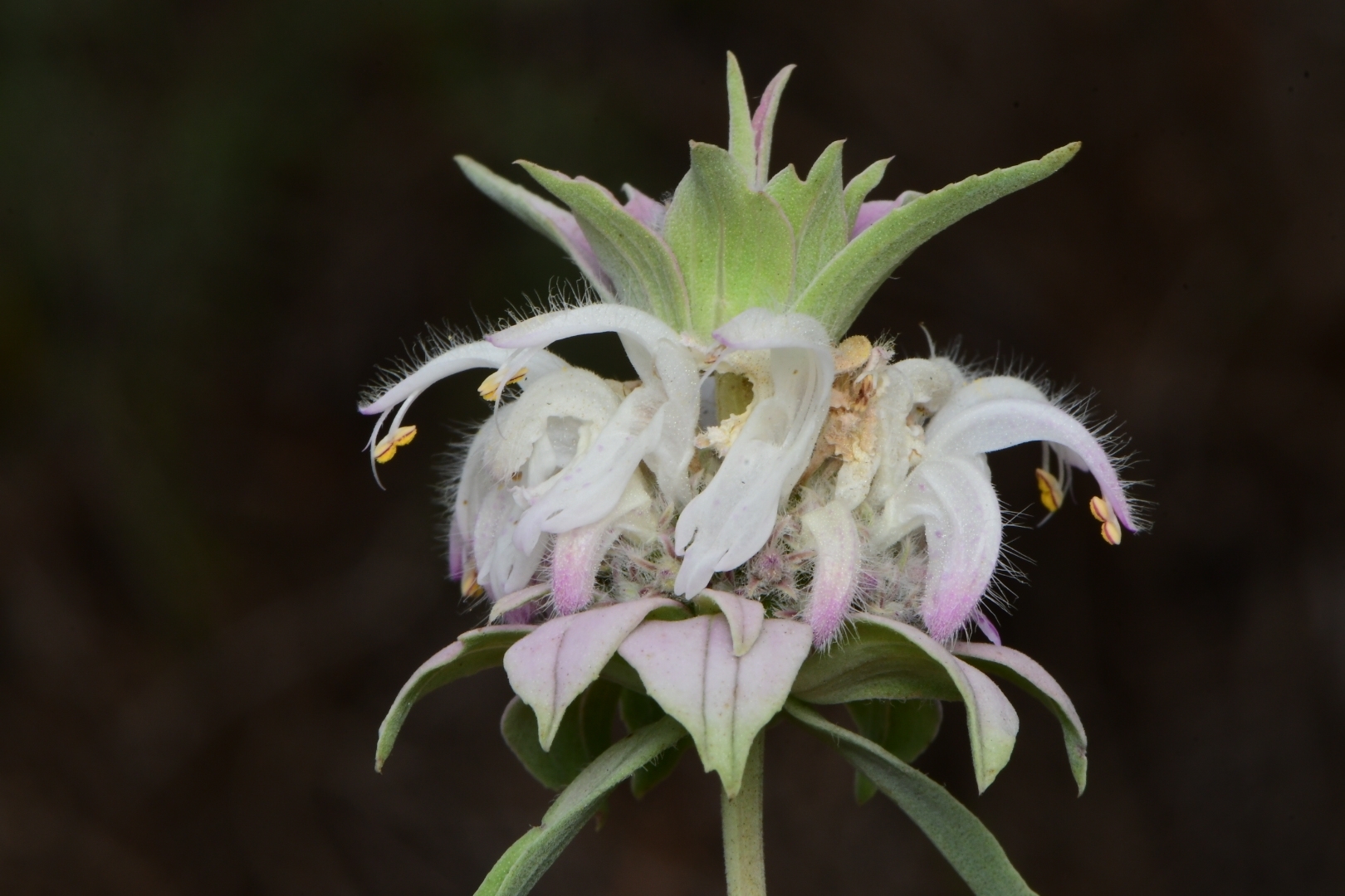 Monarda fruticulosa