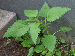 Urtica dioica dioica