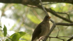Turdus amaurochalinus
