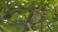 Turdus amaurochalinus