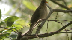 Turdus amaurochalinus