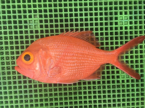 Australian redfish (Centroberyx australis) — Berycidae
