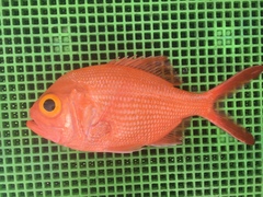 Yellow-Eyed Red Snapper photo 1