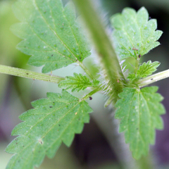 Urtica dioica dioica