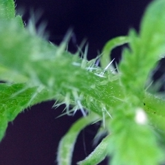 Urtica dioica dioica