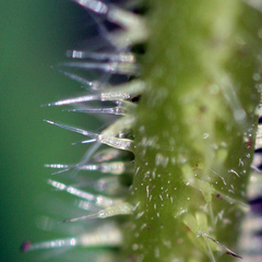 Urtica dioica dioica