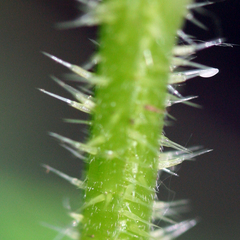 Urtica dioica dioica