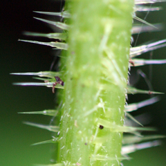 Urtica dioica dioica