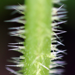 Urtica dioica dioica
