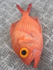 Yellow-Eyed Red Snapper photo 2