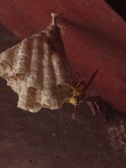 Mischocyttarus cerberus