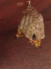 Mischocyttarus cerberus