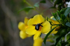 Xylocopa grisescens