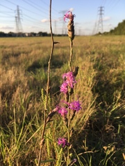 Liatris bracteata