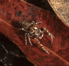 Paraphilaeus daemeli