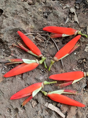 Erythrina stricta, photograph 6