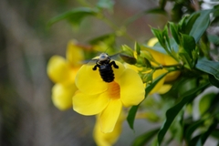 Xylocopa grisescens