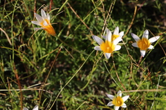 Romulea leipoldtii