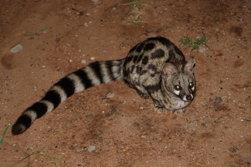 再入荷 🟪 即納 🟪 アフリカ便🇿🇦ケープジェネット🐱Cape genet