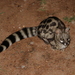 Genetta tigrina - Photo (c) Joan Kleynhans, μερικά δικαιώματα διατηρούνται (CC BY-NC), uploaded by Joan Kleynhans