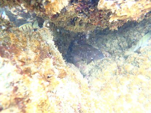 Plectroglyphidodon sindonis observed 2023-04-01
