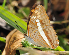 Adelpha alala