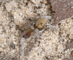 Maratus jactatus
