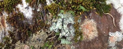 Izatha peroneanella