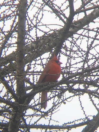 Northern Cardinal photographed in Iowa
