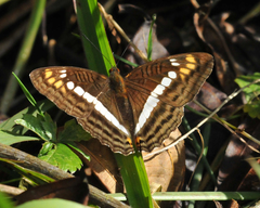 Adelpha alala