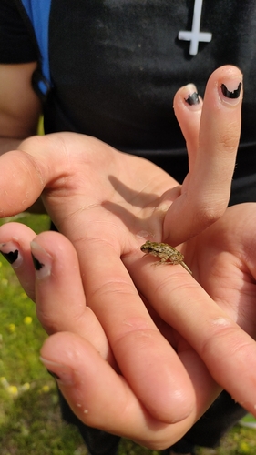 Iberian parsley frog, photo 10 of 10