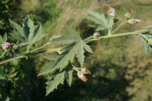 Althaea armeniaca